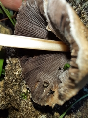 Micacei
