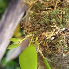 Dendrobium pugioniforme
