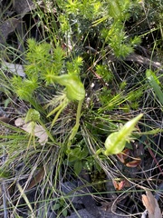 Pterostylis unicornis