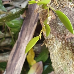 Dendrobium pugioniforme