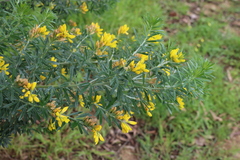 Genista