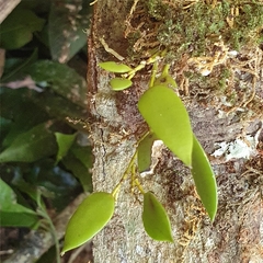 Dendrobium pugioniforme