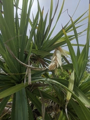 Pandanus tectorius