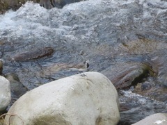 Motacilla alba alba