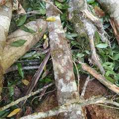 Dendrobium pugioniforme