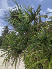 Pandanus tectorius