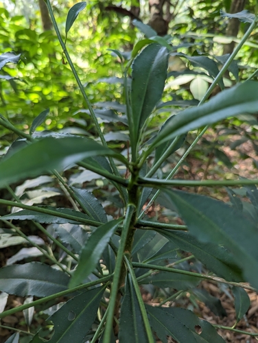 Ardisia polysticta, photograph 1