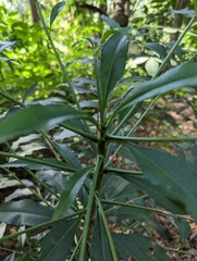 Ardisia virens