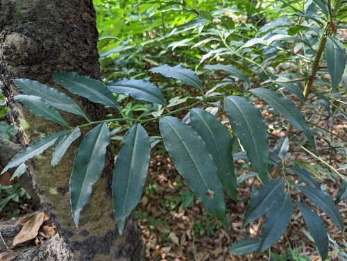 Ardisia polysticta, photograph 2
