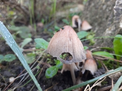 Micacei