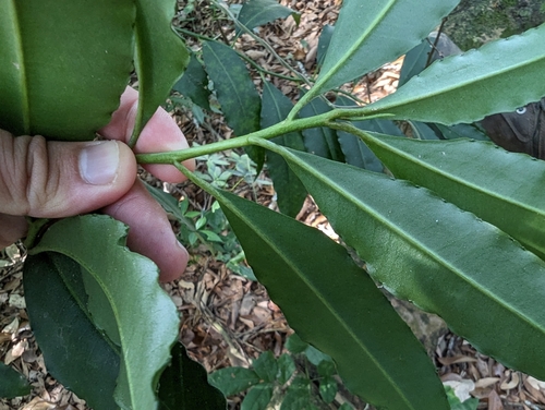 Ardisia polysticta, photograph 3