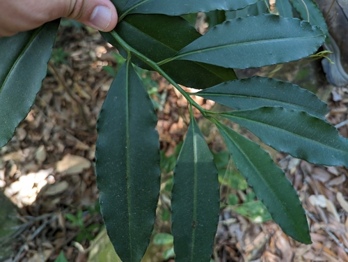 Ardisia polysticta, photograph 4