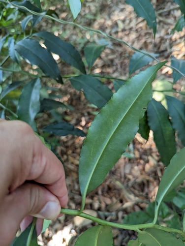 Ardisia polysticta, photograph 5