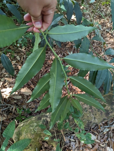 Ardisia polysticta, photograph 6