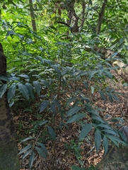 Ardisia virens