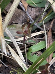 Chiloglottis triceratops