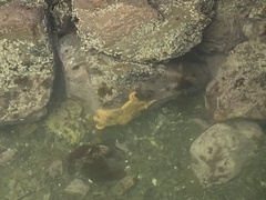 Coscinasterias muricata