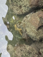 Coscinasterias muricata