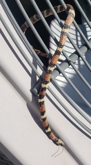 Lampropeltis elapsoides