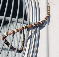 Lampropeltis elapsoides