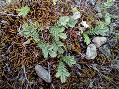 Bronze Acaena (Acaena microphylla)