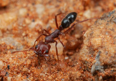 Anochetus levaillanti