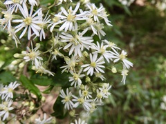 Olearia lirata