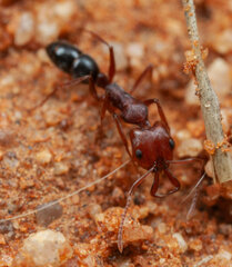 Anochetus levaillanti