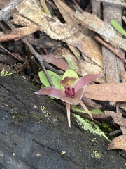 Chiloglottis triceratops