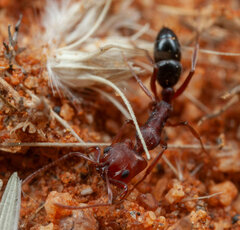 Anochetus levaillanti