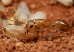 Camponotus cuneiscapus