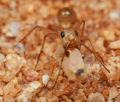 Camponotus cuneiscapus