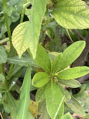 Rhododendron × pulchrum