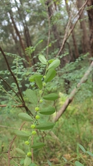 Phyllanthus gunnii