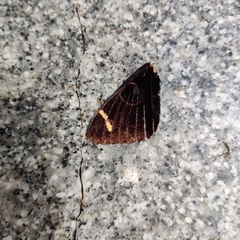 Erebus hieroglyphica