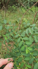 Phyllanthus gunnii