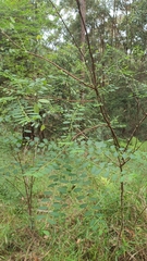 Phyllanthus gunnii