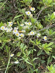 Rhododendron × pulchrum