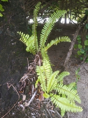 Nephrolepis exaltata