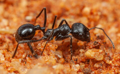 Messor capensis