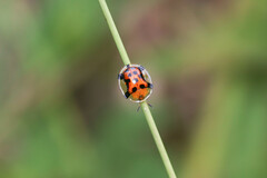 Aspidimorpha westwoodi