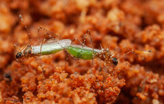 Micrometacanthus trichoferus