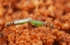 Micrometacanthus trichoferus