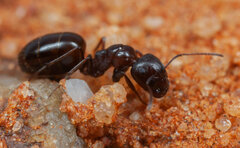 Myrmespera