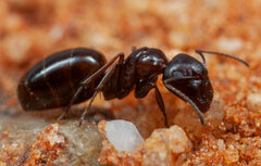 Myrmespera