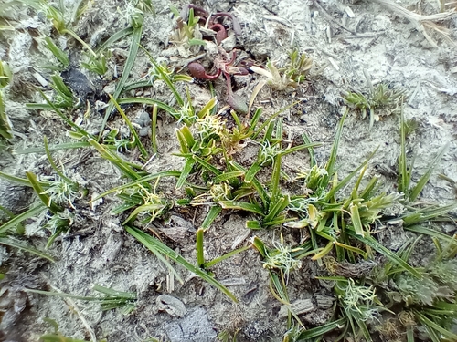 Desert Sedge (Carex resectans)