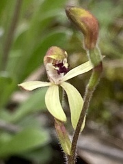 Caladenia transitoria