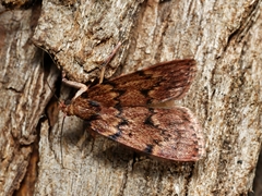 Mimaglossa nauplialis