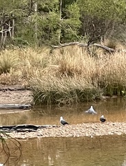 Columba leucomela