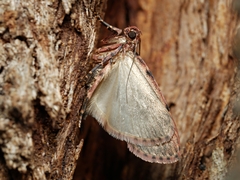 Mimaglossa nauplialis